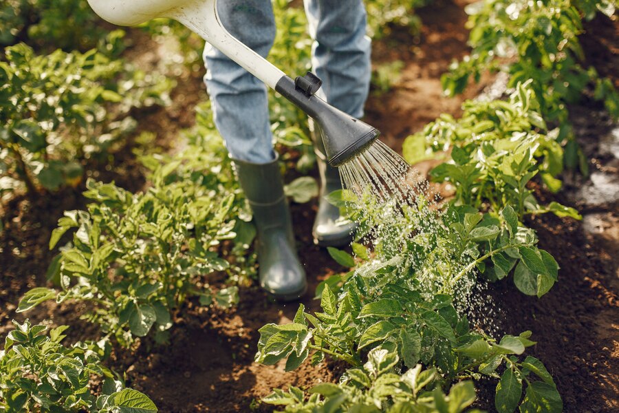 photo de Jardin Pikasiét'